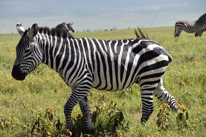 Discover The World's Top Best 4-day Tanzania Group Camping safari - Why this camping rhythm changes what you notice