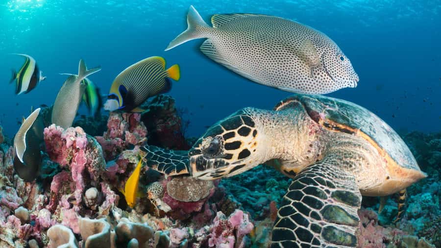 Discover Tumbatu Island: Private Snorkeling Adventure - Hope Dhow Boat Ride: Less Fuss, More Time in the Water