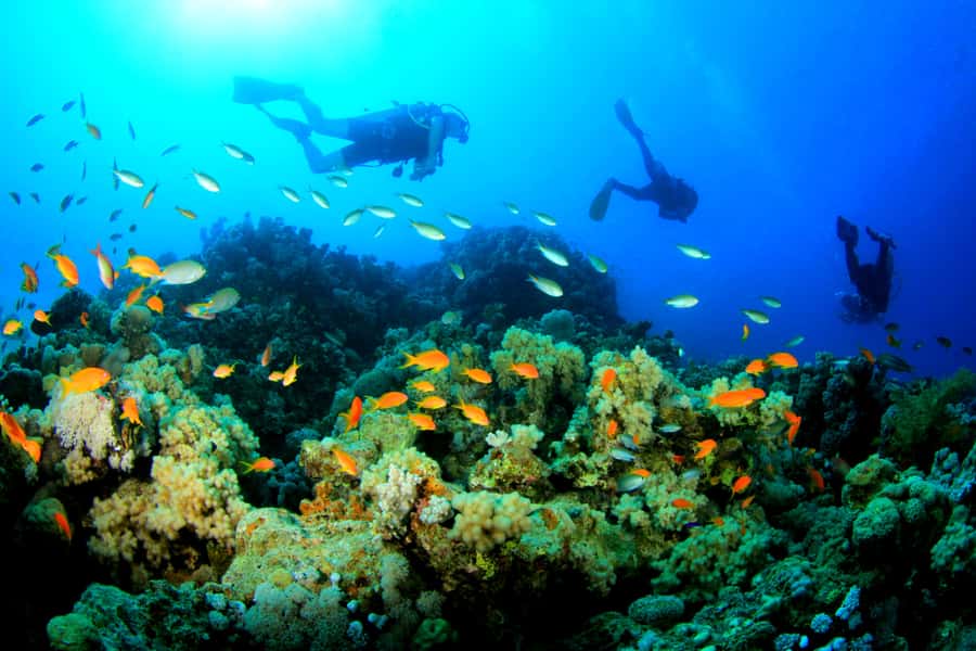Discover Tumbatu Island: Private Snorkeling Adventure - Snorkeling Time: Coral, Fish, and Realistic Expectations