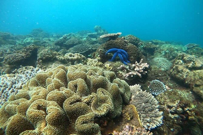 Dolphin and Tumbatu Island Snorkeling Tour with Pickup - Dolphin and Tumbatu: what this tour really delivers