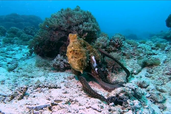 Dolphin and Tumbatu Island Snorkeling Tour with Pickup - Included gear and what you should check before you go