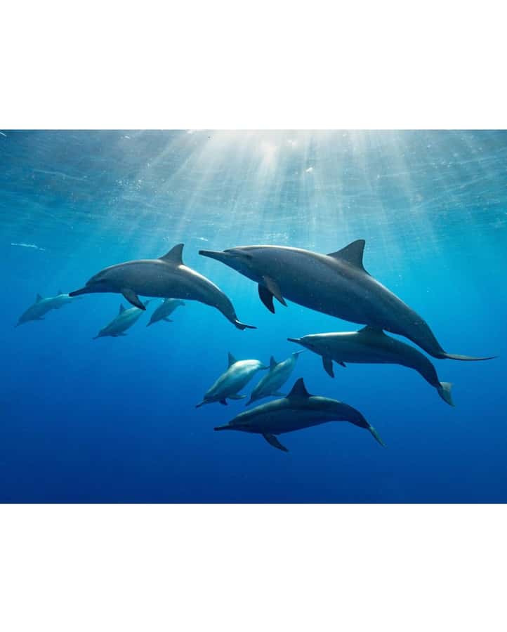 Dolphin tour at kizimkazi and Salaam cave - Key things I’d circle in this tour