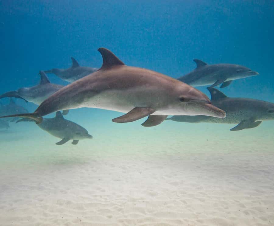 Dolphin tour at kizimkazi and Salaam cave - Why Kizimkazi dolphins depend on timing and on-water reality