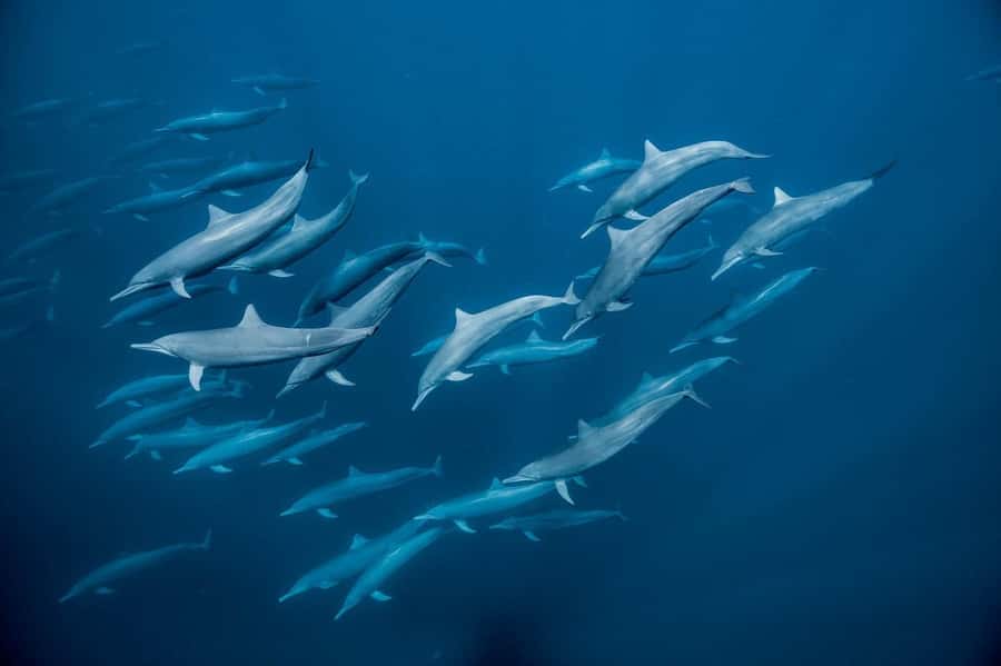 Dolphin tour at kizimkazi and Salaam cave - Pickup, meeting point, and drop-off across Zanzibar resorts