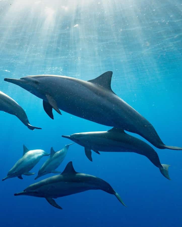 Dolphin tour at kizimkazi and Salaam cave - Price and value: is $75 per person worth it?