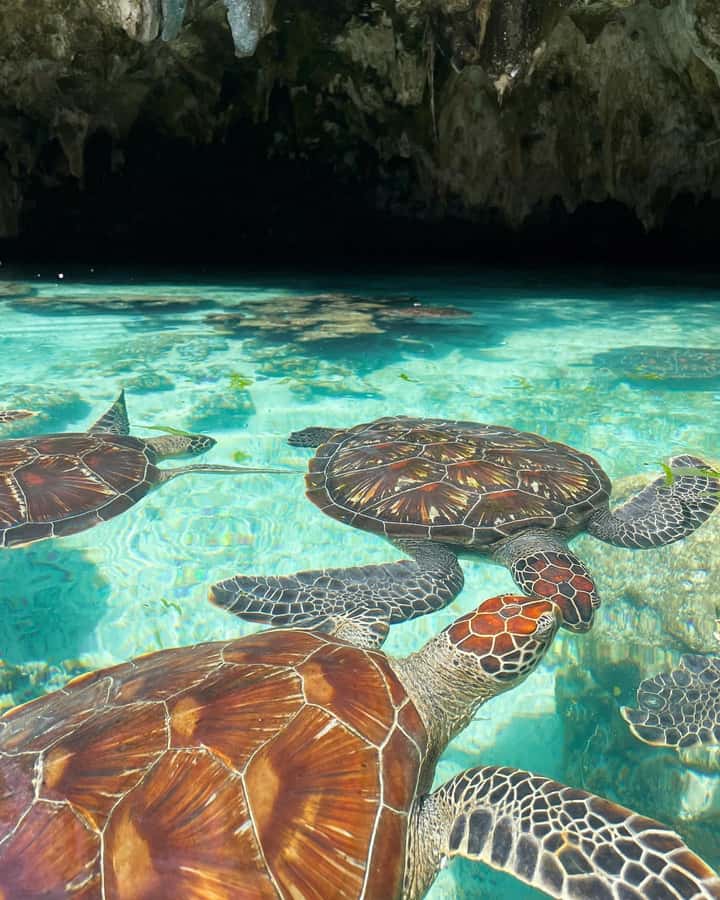 Dolphin tour at kizimkazi and Salaam cave - Should you book this dolphin and Salaam Cave turtle tour?