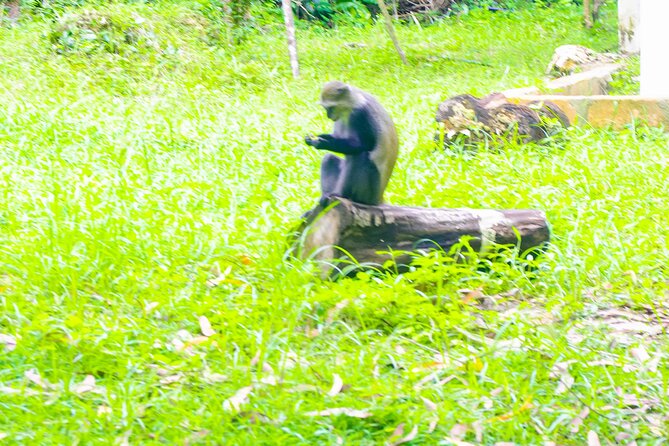 Dolphin Tour Jozan Forest, Kuza Cave, Paje Becach &The Restaurent - Paje Beach and the Blue Lagoon feeling: shallow, clear water
