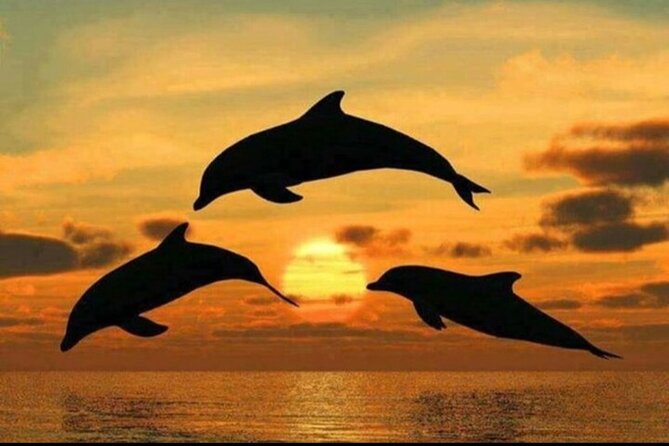 Dolphin Tour Jozan Forest, Kuza Cave, Paje Becach &The Restaurent - Michamvi at The Rock: a 2-hour meal break that slows the day