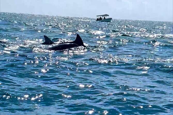 Dolphin Tour Jozan Forest, Kuza Cave, Paje Becach &The Restaurent - Price and what you actually get for $110 per person
