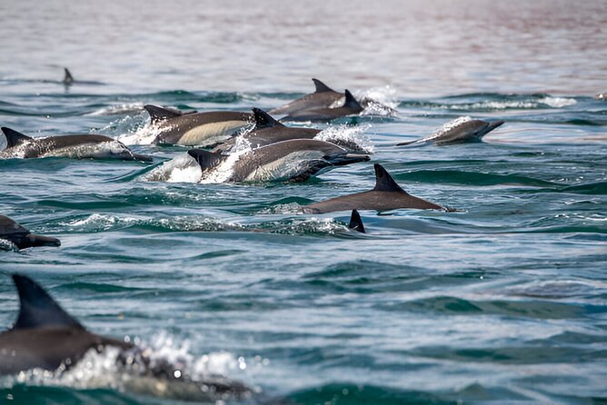 Dolphin Watching Tour & Josani Forest Sea Trip - Zanzibar - Key highlights at a glance