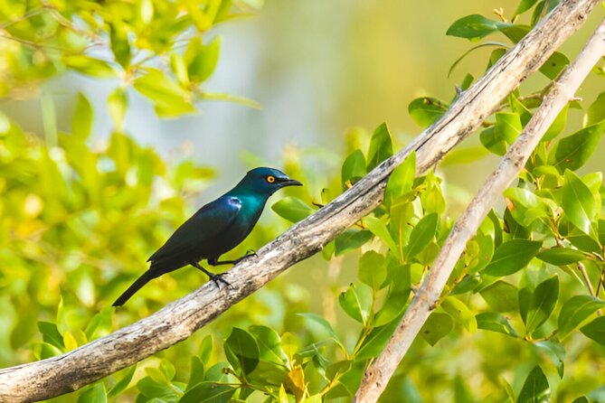 Dolphin Watching Tour & Josani Forest Sea Trip - Zanzibar - Jozani Forest walking: mangrove boardwalk swamp first