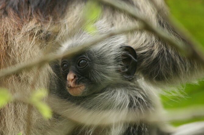 Dolphin Watching Tour & Josani Forest Sea Trip - Zanzibar - Red stubby monkeys in the Jozani region