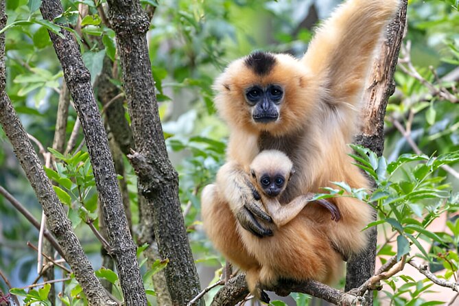 Dolphin Watching Tour & Josani Forest Sea Trip - Zanzibar - From forest to coast: the road trip to Kizimkazi