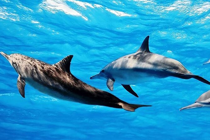 Dolphin Watching Tour & Josani Forest Sea Trip - Zanzibar - Snorkeling time: equipment is included, the water is the star