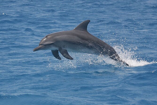 Dolphin Watching Tour & Josani Forest Sea Trip - Zanzibar - Price and value: what $75 really buys you