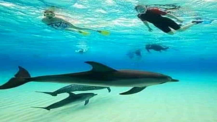 Dolphins & Snorkeling Zanzibar: Mnemba Island Tour - Key things to know before you go