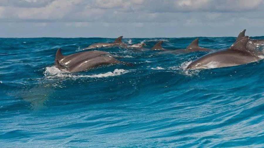 Dolphins & Snorkeling Zanzibar: Mnemba Island Tour - Why Mnemba is a smart choice for dolphins and snorkeling