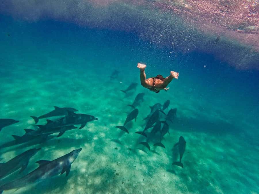 Dolphins tour and turtles swimming in kizimkazi - Why Kizimkazi is the right place for dolphin time