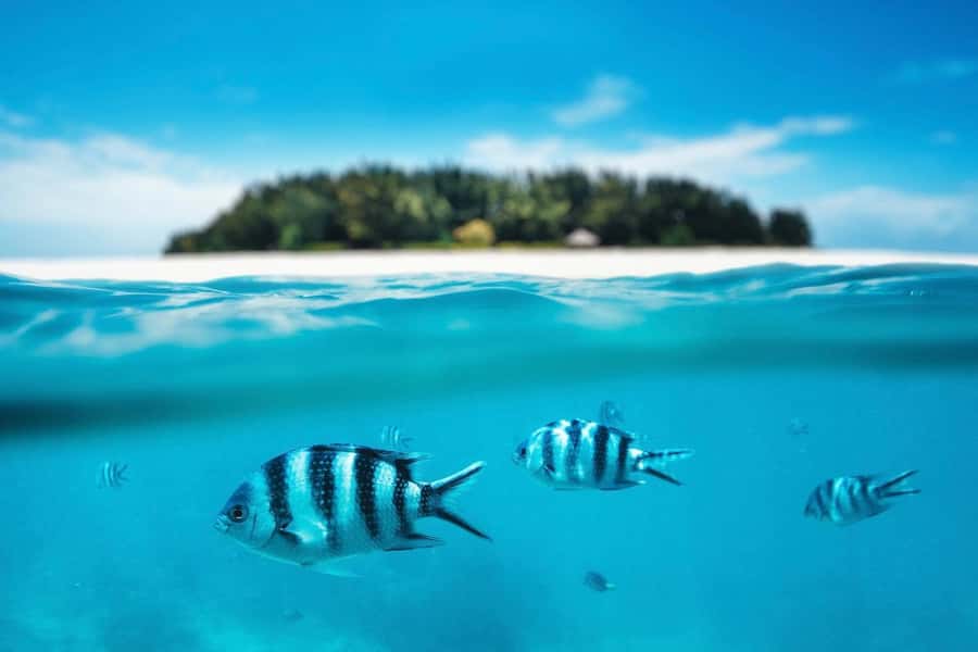 Dolphins tour + mnemba island snorkeling + salaam turles - Dolphin spotting on a busy sea: how to handle boat traffic