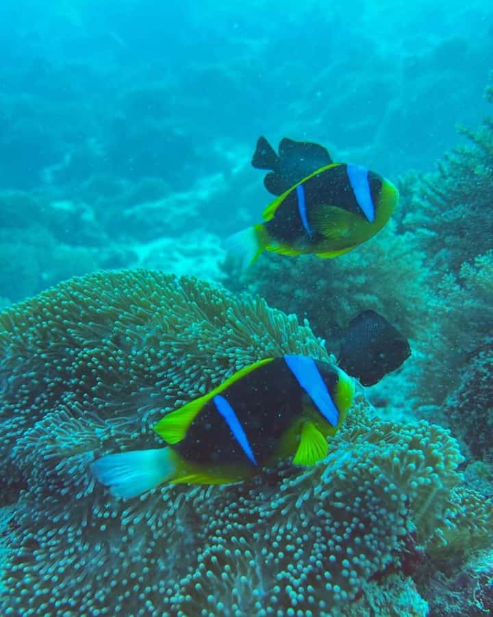 Dolphins tour + mnemba island snorkeling + salaam turles - Salaam Cave Aquarium: the pause stop that changes the mood