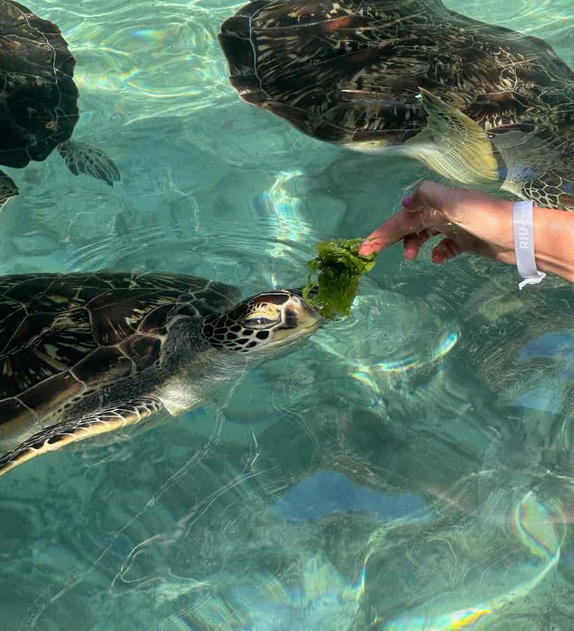Dolphins tour + mnemba island snorkeling + salaam turles - Price and value at $150 per person: what you get, what to plan for