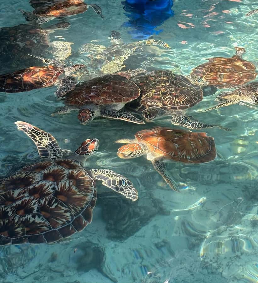 Dolphins tour + mnemba island snorkeling + salaam turles - Who this tour is best for