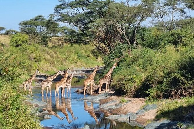 Elephant Safari Tanzania 4 Days **Sustainable Approach to Travel - Why this 4-day Elephant Safari Tanzania works for first-timers