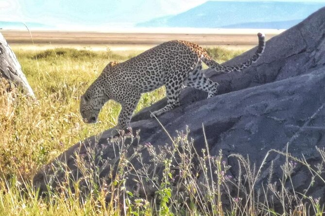 Elephant Safari Tanzania 4 Days **Sustainable Approach to Travel - A full day of Serengeti game drives