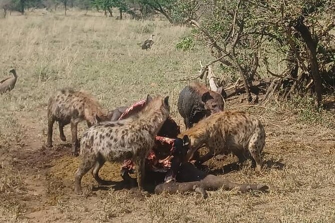 Elephant Safari Tanzania 4 Days **Sustainable Approach to Travel - Your final half-day and return to Arusha or Moshi