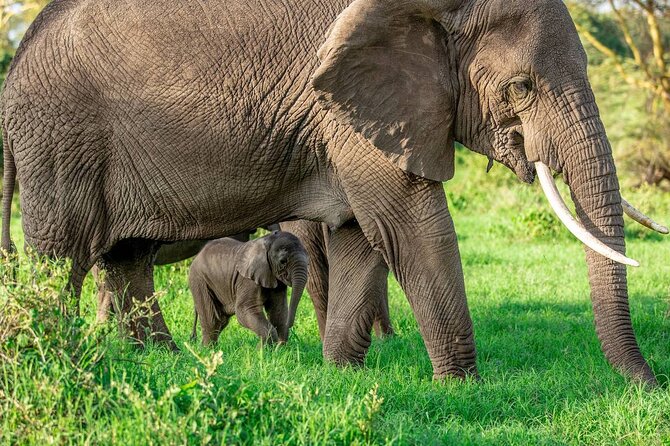 Elephant Safari Tanzania 4 Days **Sustainable Approach to Travel - 4x4 vehicles, park fees, and the real value of the inclusions