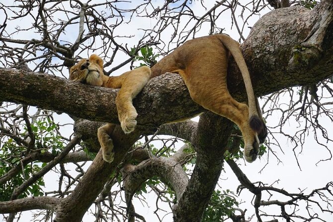 Elephant Safari Tanzania 4 Days **Sustainable Approach to Travel - Guides and spotting skills: Philemon, Julius, Martin, and Patrick