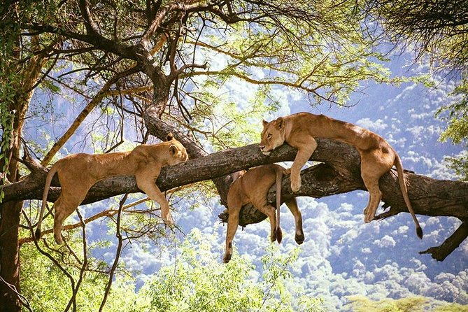 Elephant Special Serengeti & Ngorongoro Crater 5 Days / 4 Nights - A Northern Tanzania safari that actually fits 5 days