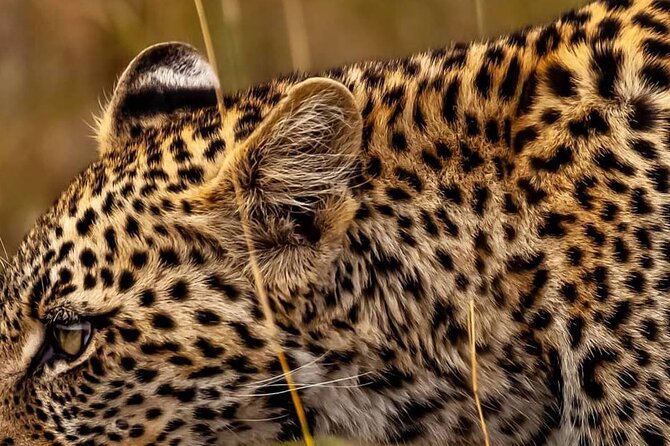 Elephant Special Serengeti & Ngorongoro Crater 5 Days / 4 Nights - Day 2: Olduvai Gorge to Serengeti, where history and wildlife share the same roads