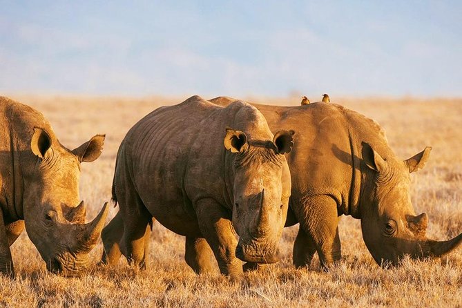 Elephant Special Serengeti & Ngorongoro Crater 5 Days / 4 Nights - Vehicles, group size, and why your guide can change everything