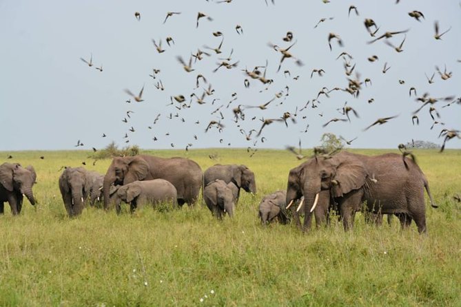 Embark on a 5-day camping safari adventure. - Pickup in Arusha, then straight into Tarangire National Park