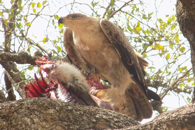 Enjoy a Private Day Trip to Lake Manyara National Park. - Why Lake Manyara fits a one-day safari from Arusha
