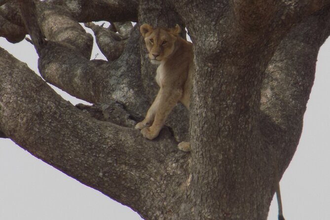 Enjoy a Private Day Trip to Lake Manyara National Park. - The animal highlights: elephants, primates, giraffes, and the lion story