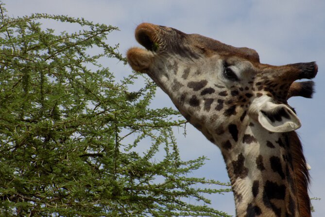Enjoy a Private Day Trip to Lake Manyara National Park. - Hot spring and green forest stops: why the park feels different in real life