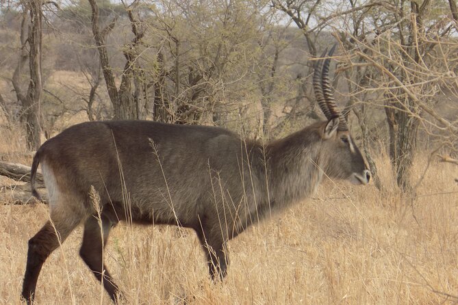 Enjoy a Private Day Trip to Lake Manyara National Park. - Bird watching with an expert guide, not just a checklist