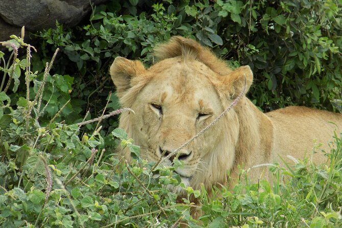 Enjoy a Private Day Trip to Lake Manyara National Park. - Meals, mineral water, and vegetarian planning