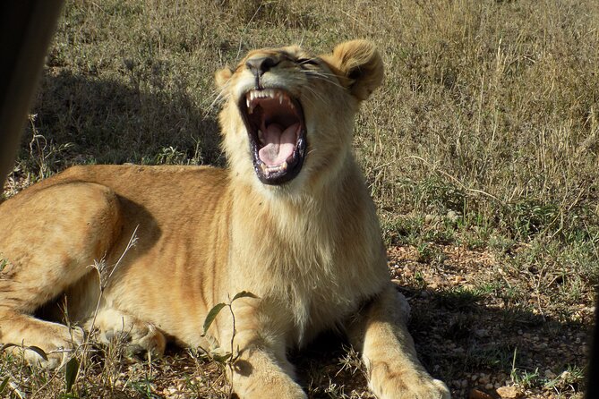 Enjoy a Private Day Trip to Lake Manyara National Park. - Entering Lake Manyara: what your first wildlife stops usually feel like