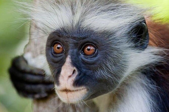Exclusive Full-Day Zanzibar Adventure: Jozani Forest, Hidden Gems - Key Highlights to Know Before You Go