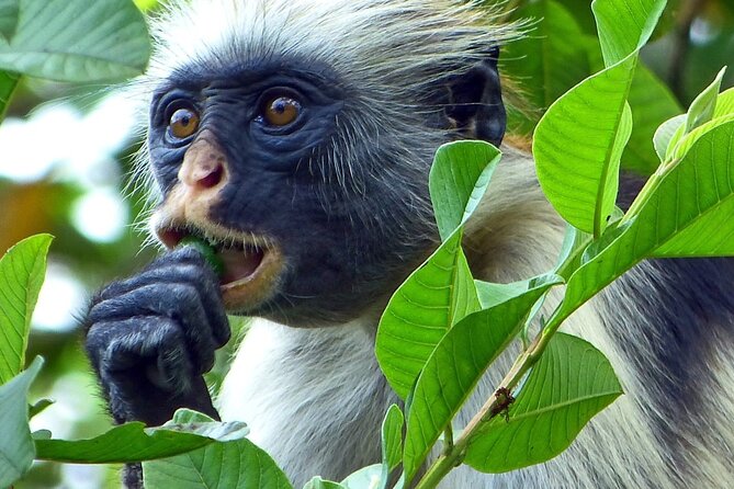 Exploring the Hidden Gems of Zanzibar - Key Things That Make This Tour Work