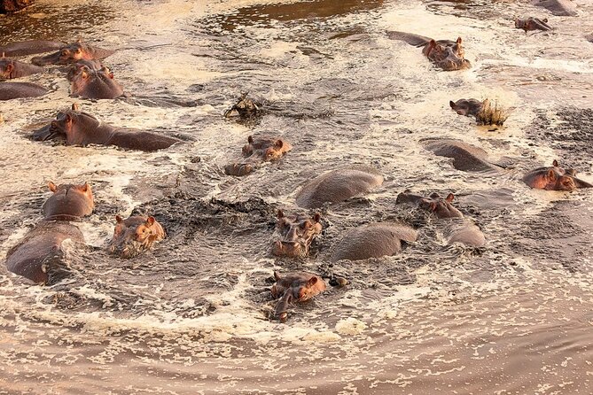 Extraordinary Hot air Bolloon ride in Serengeti | BURIGI CHATO SAFARIS CO L.T.D - Why Sunrise Serengeti Ballooning Feels Like a Different Safari