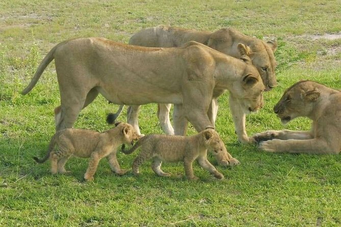 Flight Package Zanzibar to Nyerere National Park (Selous GR) 3 Days 2 Nights - Key highlights at a glance