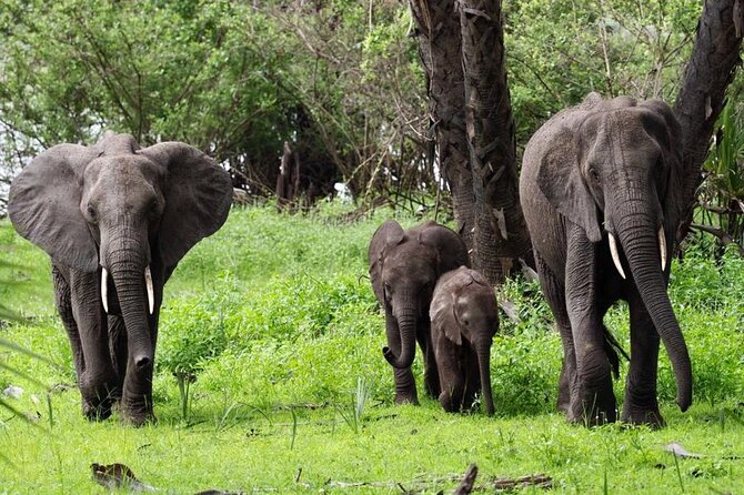 Flight Package Zanzibar to Nyerere National Park (Selous GR) 3 Days 2 Nights - Price and value: what $1,085 buys you, and when it is a smart choice