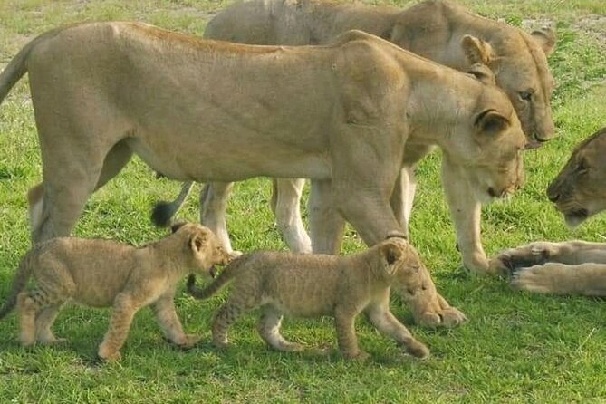 Flight Package Zanzibar to Nyerere National Park (Selous GR) 3 Days 2 Nights - What to expect in the real-world timing
