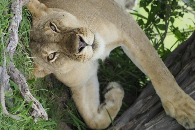 Flight Package Zanzibar to Nyerere National Park (Selous GR) 3 Days 2 Nights - Practical tips for making your safari days feel smooth