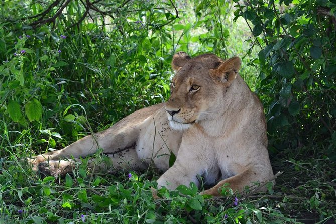 Fly inn to Central Serengeti from Zanzibar featuring Ngorongoro & Tarangire park - Day-by-day flow: Serengeti to Karatu, then Ngorongoro, then Tarangire
