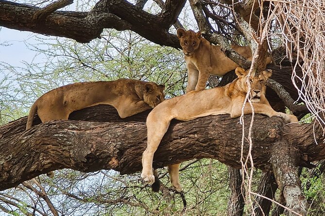 From Arusha : 11-day Amazing North Tanzania safari tour - Lake Manyara and the Tree-Climbing Lion Chance